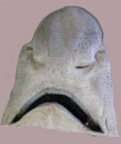 Galeus atlanticus_comparación_07.jpg